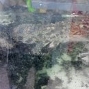 킹콩아쿠아 이미지