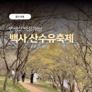 원적로 | 이천 산수유축제 후기 2026 개화상태 주차 셔틀 총정리 (4/3 직접 다녀옴)