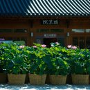 연꽃향기 이미지