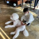 리얼허브애견카페 | [다대포] 기대 안 했는데 만족… 도그어바웃 애견카페 리얼 후기