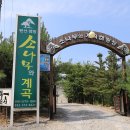계곡과소나무 캠핑장 티스토리