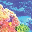 산호 이미지
