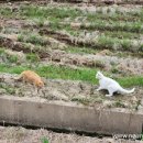 자매떡방앗간 이미지