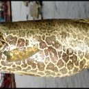 황쏘가리 이미지