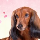 오늘동물병원 이미지