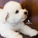 오드리 독 이미지