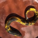 황금장어 이미지