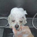 신세계 애견미용샵 이미지