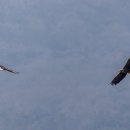 고령식당 이미지