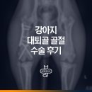 미소동물병원 | 오산동물병원 강아지 성장판 골절 수술 후기, 수술 잘하는 동물병원