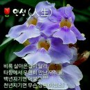 황금꽃 이미지