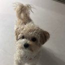 와즈펫(wispet) 이미지