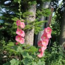 미스타페오 이미지