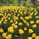 아산 꽃축제 피나클랜드 후기 정보 주차 포토스팟까지