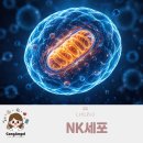 NK메디칼 | NK세포 검사 NK세포활성도검사 세포검사비용 정리해봤어요