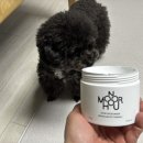 알까네 펫드라이브 | 모노아워 에어블룸 펫프렌들리 고체 탈취제 솔직후기,반려견 루미랑 함께 써보니 진짜 안심!