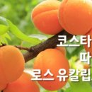 세미다방 이미지