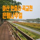 은행나무길(경제진흥원앞) | 아산 현충사 곡교천 은행나무길 실시간현황 2025 거리예술제 정보