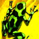 독성 가장 강한 독화살 개구리 이미지