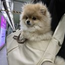 도그 윤 이미지