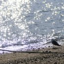 큰무리어촌계 이미지