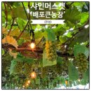 현재농장 | 안성 배포큰농장 샤인머스켓