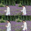 느티나무길 | 경남라벤더 만개한 양산 느티나무의사랑카페 아뜰리에올모 브런치까지 방문후기