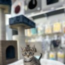 멍멍헤어 이미지