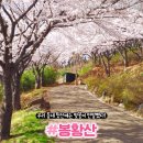 2023년 4월 9일 제 42차 정기산행 삼척 봉황산 벗꽃산행(147m). 이미지