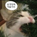 내맘이야 네이버블로그