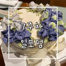 코스포덤 | 7주차 일포덤 / 환갑케이크추천 스윗플룸 마인디 잠실...롯데캐슬점 봉우리 을지로점 식객코스 후기까지