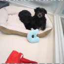 우리보금자리 | 정왕동애견샵 시흥 정왕동 애견샵 후기: 우리 집 막내의 보금자리 찾기