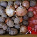 닭키우는 회장님 이미지