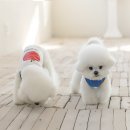 (주)펫츠랜드 이미지