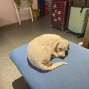 스톤오일체험방 | 나트랑 로컬 스파 오키드스파 받아본 나의 찐 후기 갈려면 예약하세요