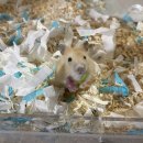 이앤박동물병원 | [노원 이앤박, 햄스터동물병원] 마루 햄생 첫 병원 &amp; 엑스레이