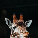 동물을 사랑하는 사람들 이미지