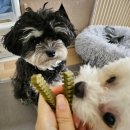 (주)포켄스 | 포켄스 덴티페어리 클로로필 내돈내산 강아지덴탈껌