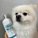 펫맘애 | [펫샴푸]토미독코리아 호주 천연 티트리 강아지샴푸, 써본 후기