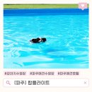 탑플라이트 | 파주애견수영장 추천, 대관으로 즐긴 탑플라이트 강아지 수영 후기