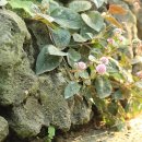 화산농원 이미지