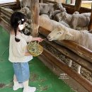 소나무목장 | 대관령 양떼목장 여름 방문 평창 아이와 가볼만한곳 추천