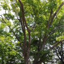 대전리 백계당 이미지