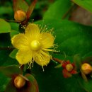 꽃보다아름다운당신 이미지