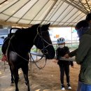 아라뱃길 승마클럽 이미지