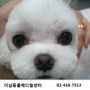 더샵동물메디컬센터 이미지
