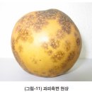 배 - 영양생리장해 과피의 흑변현상 이미지