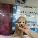 와우펫마트 이미지
