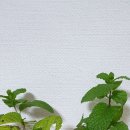 수소수카페 - 전주시 완산구 충경로 18-10 | 수소수카페