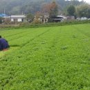 영채농장 이미지